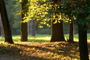 2014-10-03 - 012 - TORUŃ kopia