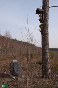 Brzozówka | kapliczka Chrystusa Frasobliwego | widok ogólny - od zachodu | stan na 2016-04-03